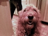 Doggy